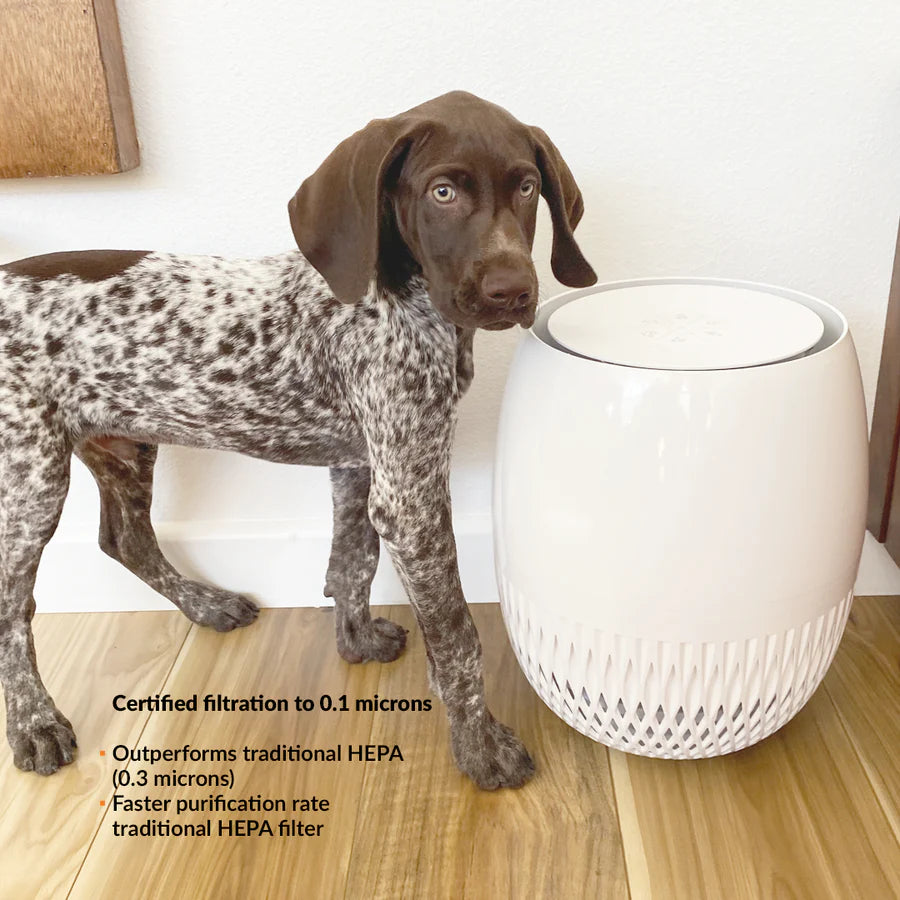 avari EG air purifier for pets