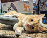 pawwave perk using on a cat