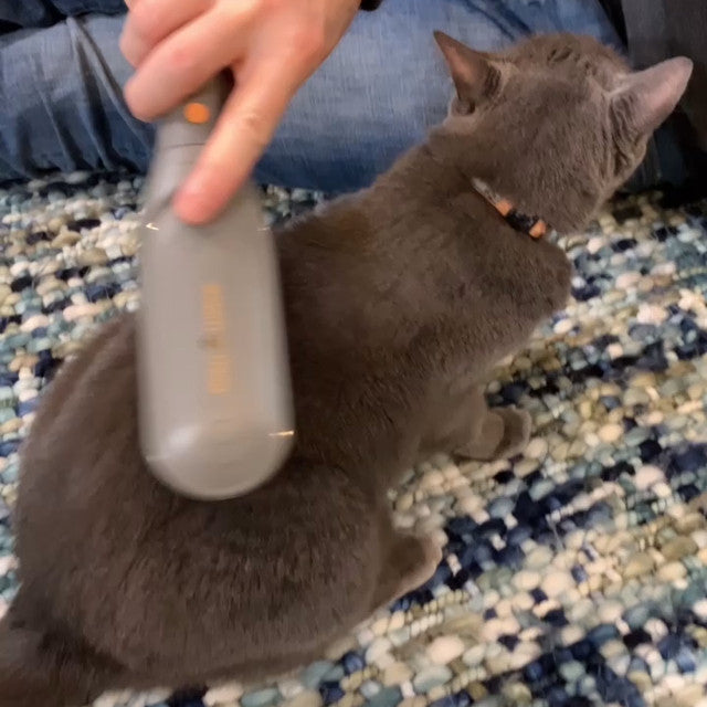 paw wave use on a brown cat image