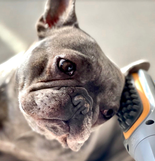 paw wave use on a frenchie dog image