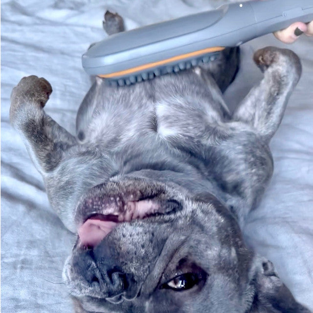 paw wave use on a frenchie dog tummy image