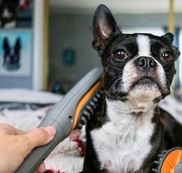 paw wave use on a black and white frenchie dog image
