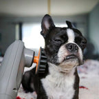 pawwave perk on a dog